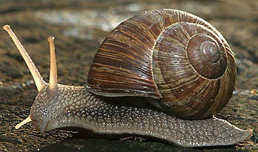 Snail