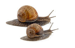Deluxe Snail Package